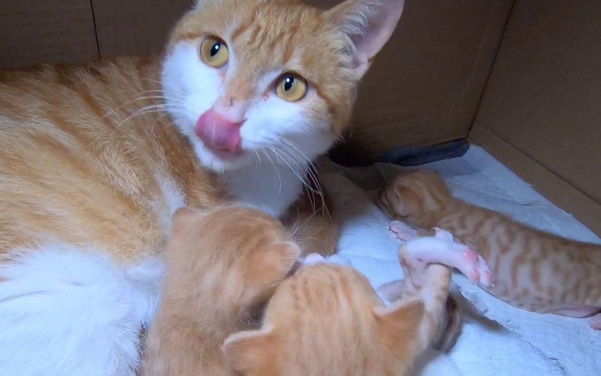 像狐狸一样魅人的流浪猫生了一窝橘猫后让人不得不爱