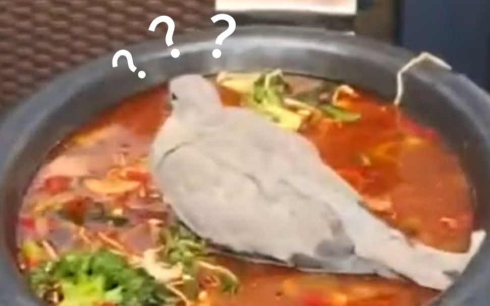 “沙雕动物迷惑行为大赏➋! ! ”