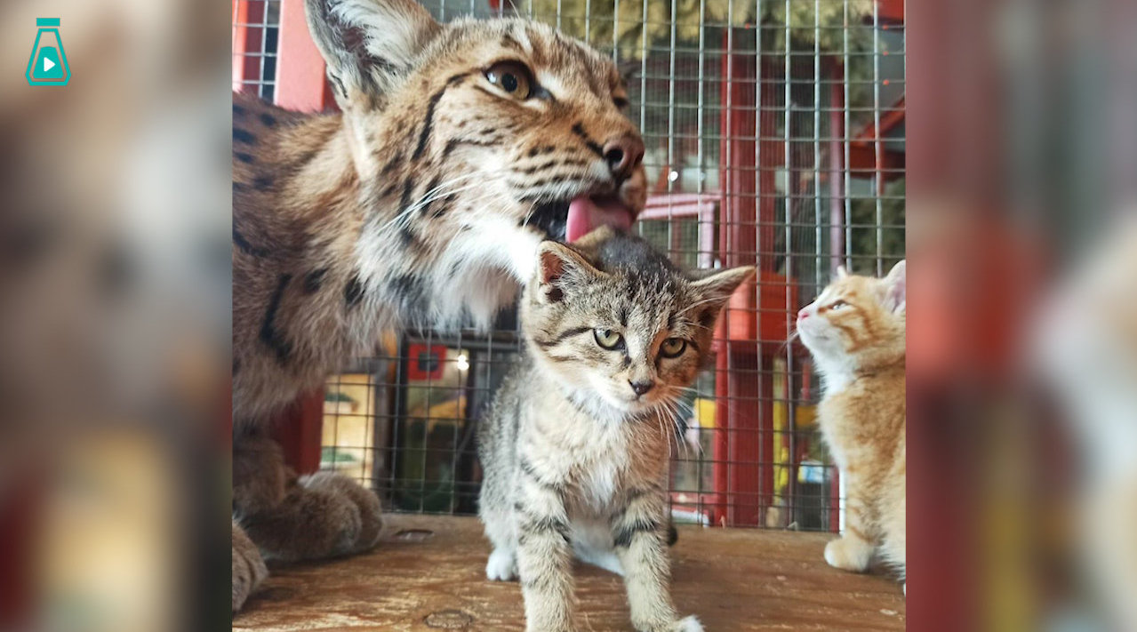 一箱子小奶猫被遗弃在了动物园的门口...