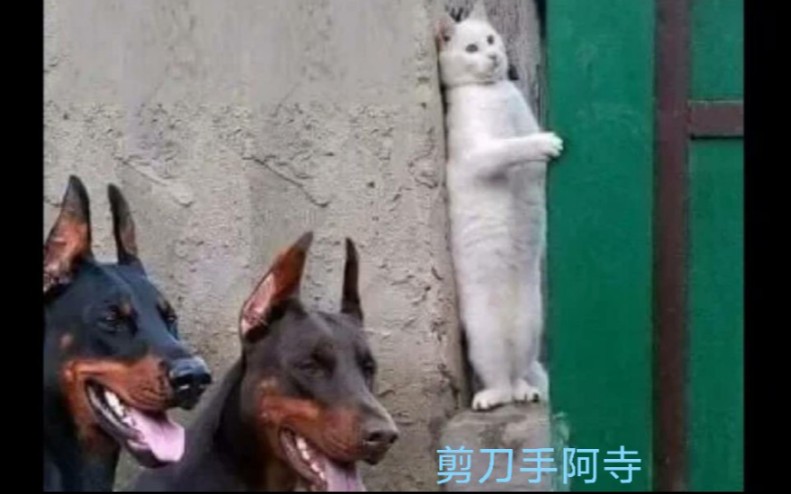 “沙雕动物迷惑行为大赏➌! ! ”