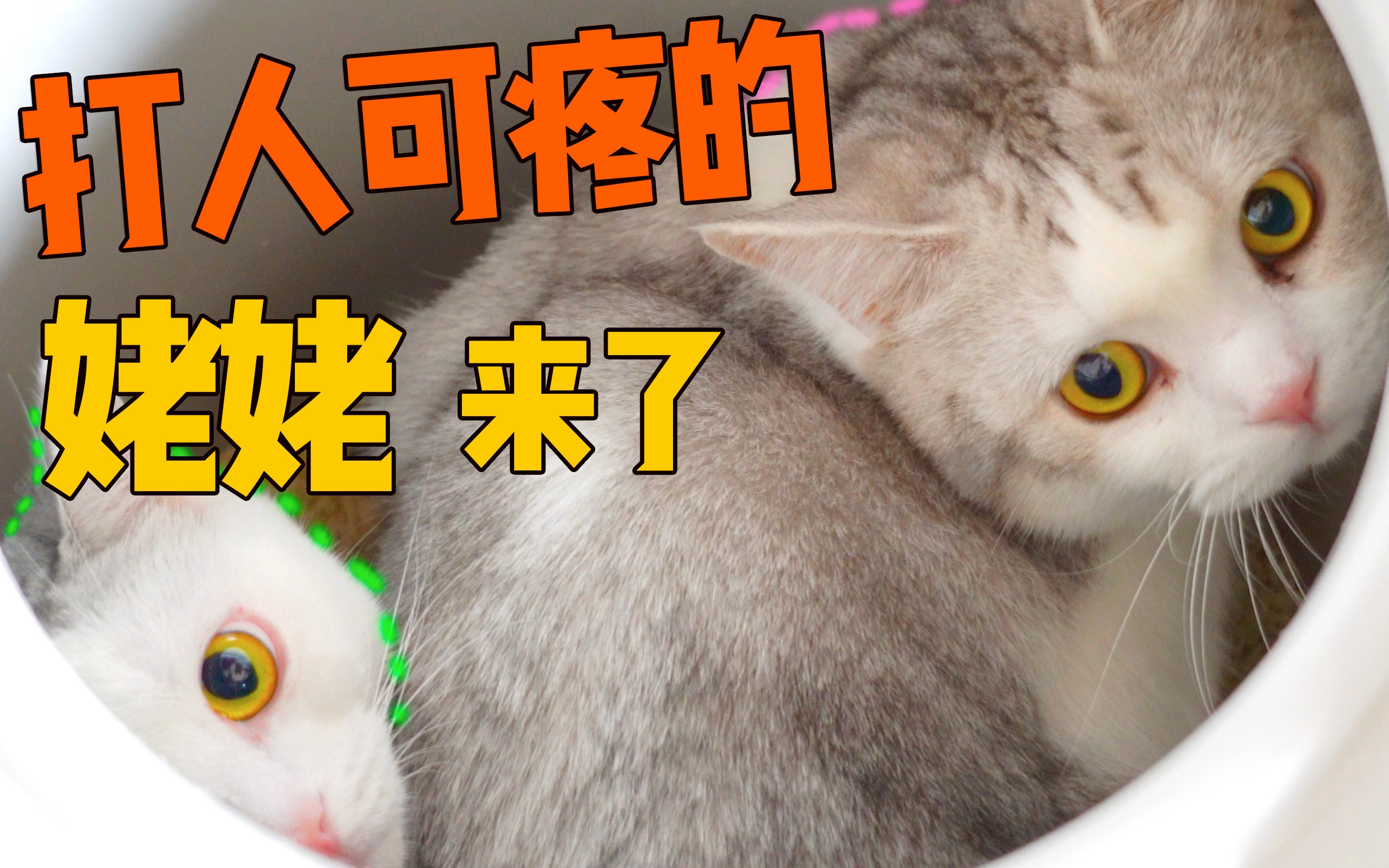 家里来了陌生两脚兽, 猫咪争先恐后藏进猫砂盆, 三天都没出来