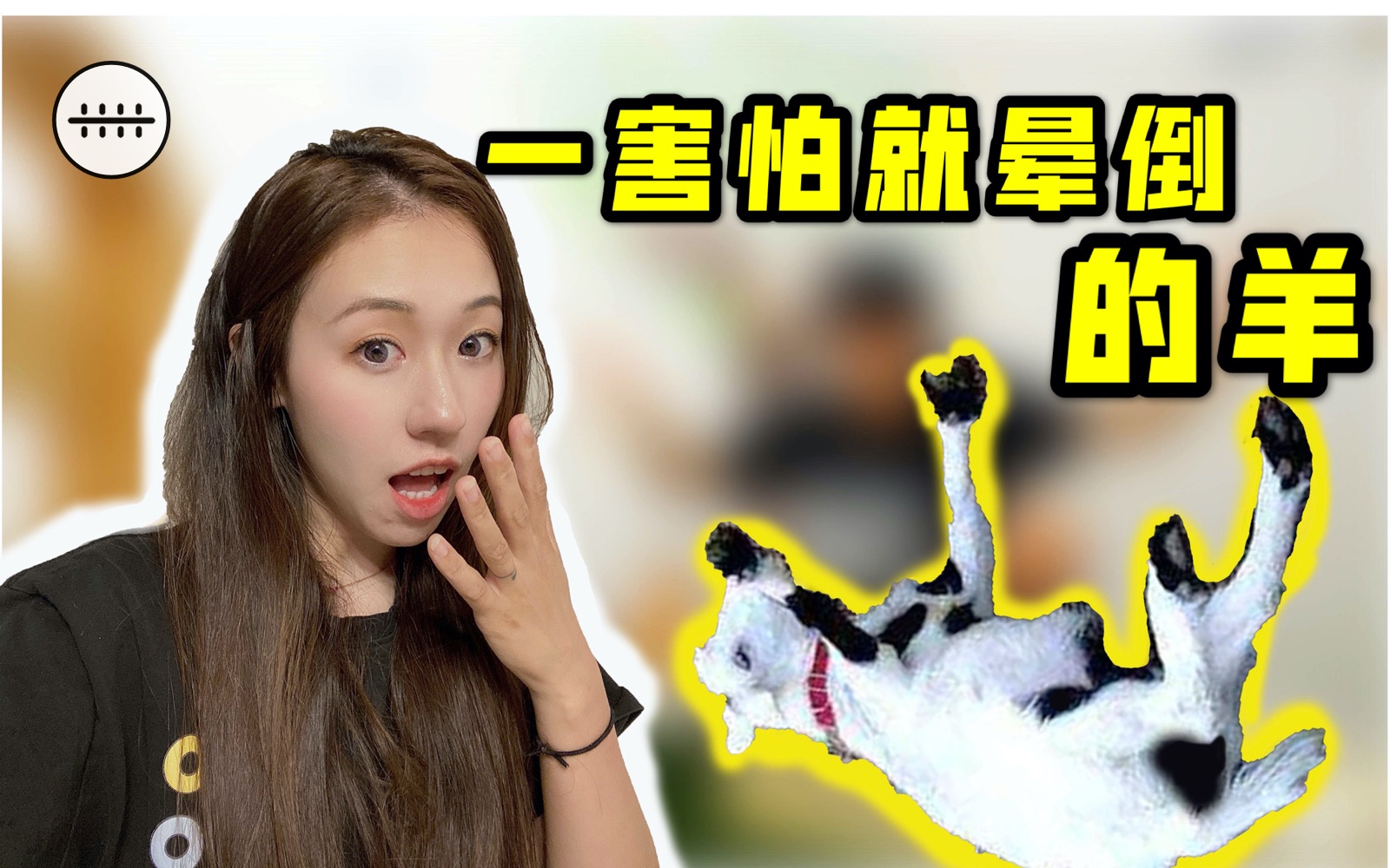 我买到了两只晕倒羊, 一害怕就会晕倒的那种!