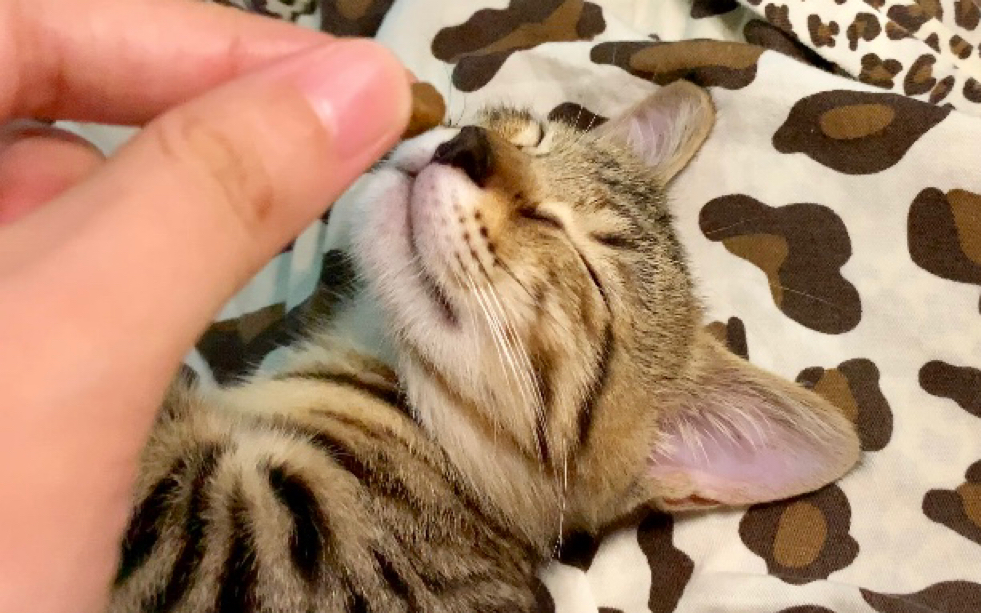 【捡猫第78天】给睡着的猫闻一下猫粮会怎样?