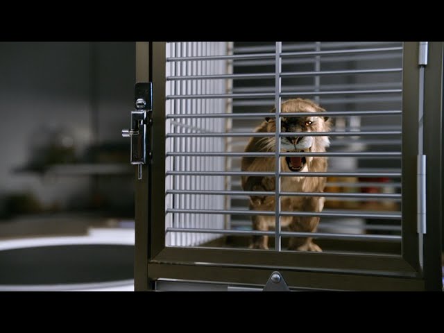 剑齿虎缩小成了猫咪大小,史前猛兽竟也如此可爱?【明日传奇s3#1】