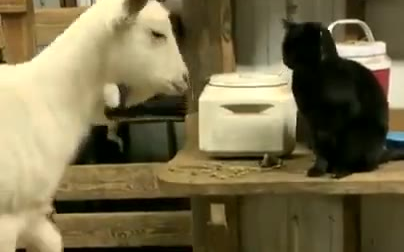 来探望怀孕的山羊的黑猫和表达谢意的山羊