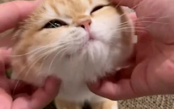小猫咪到底有多喜欢被撸脸脸呢