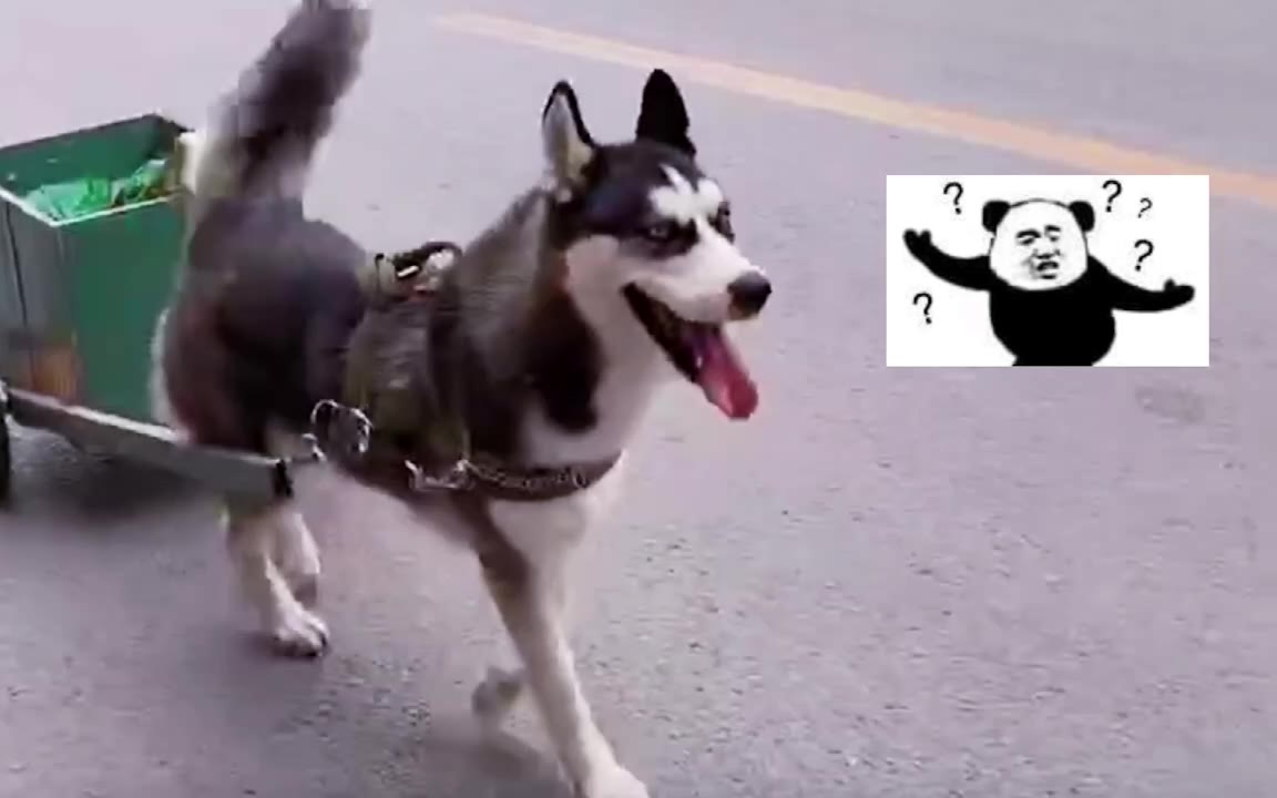 哈士奇的正确养法