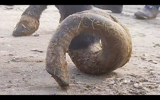 超长修驴蹄
