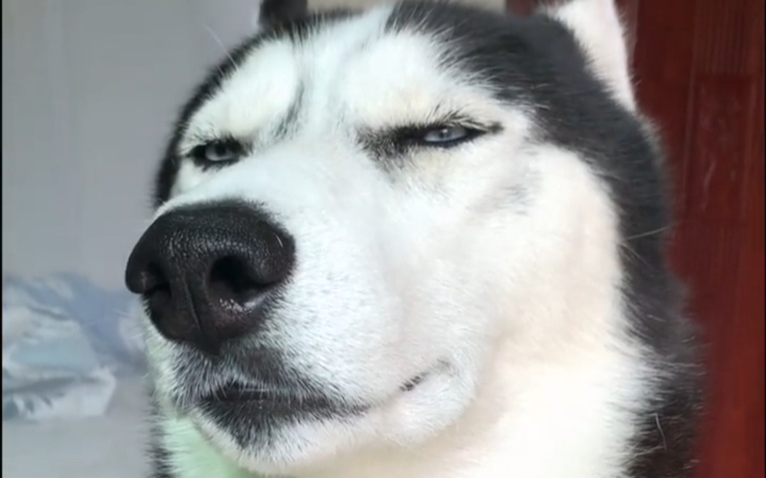 《狗起来了》