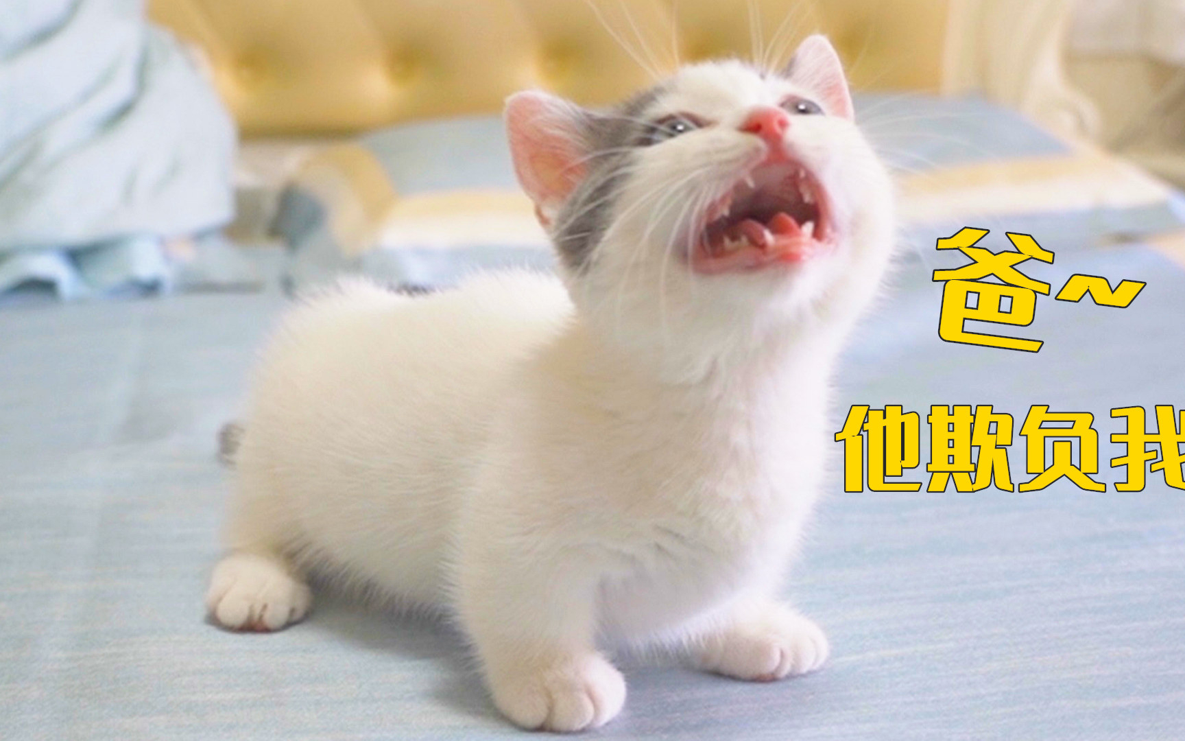小奶猫被欺负,猫爸爸冲上去就和对方干架!