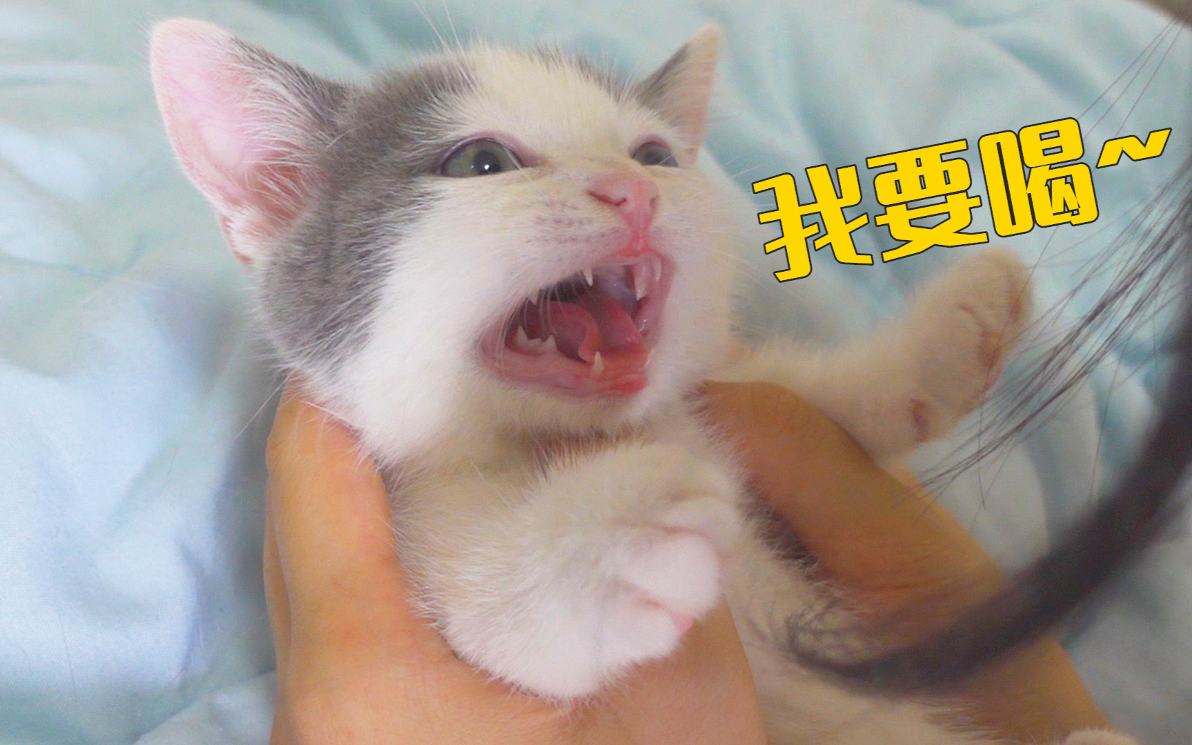 小奶猫2个月还不愿意断奶,只能找猫妈妈下手了!