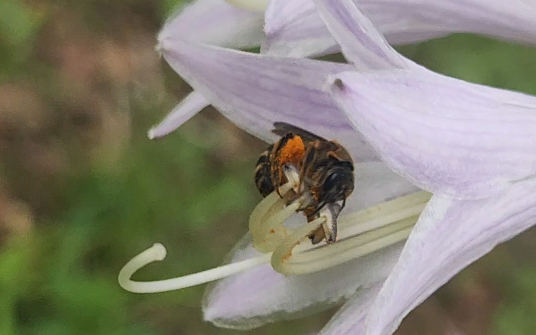 蜜蜂