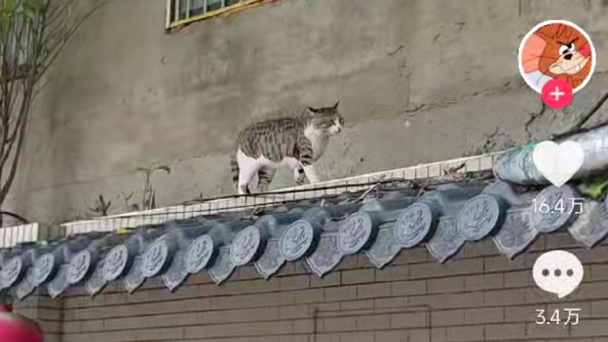 一决高下