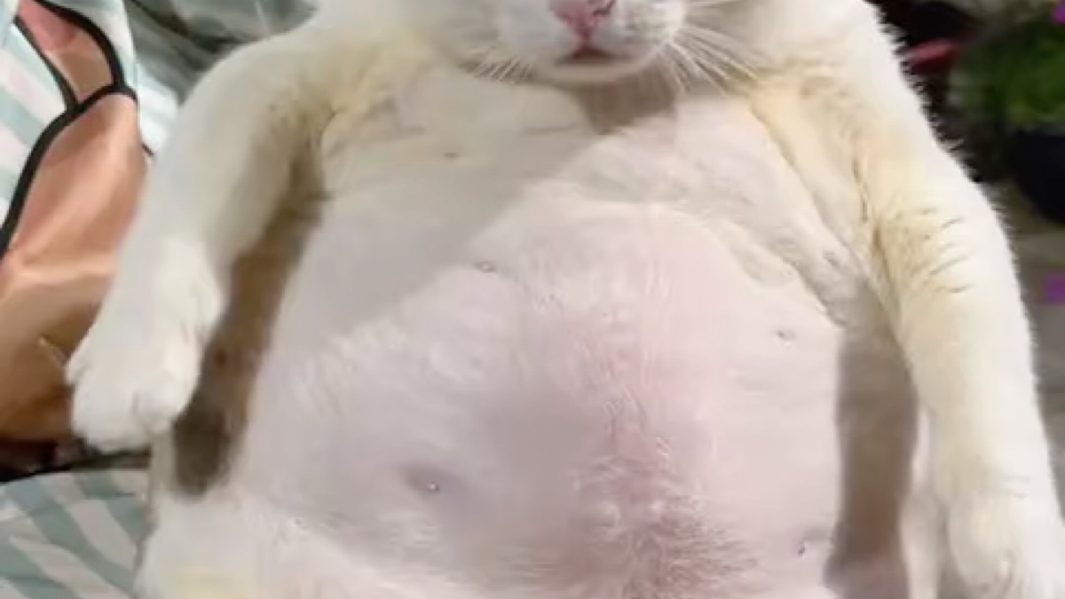 哈基米坦胸露乳