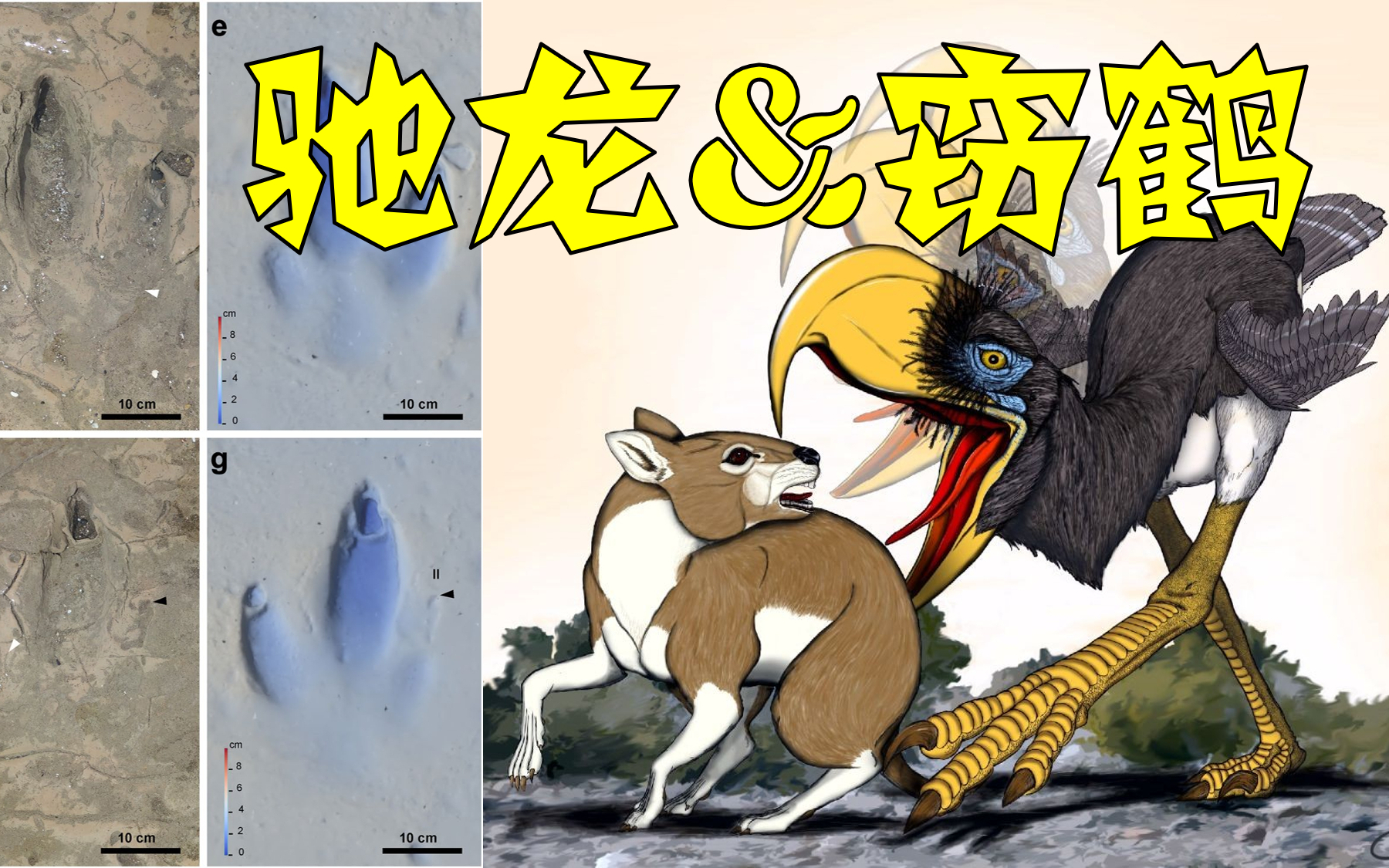 驰龙的精神续作：窃鹤的首个足迹显示，它的第二趾类似驰龙