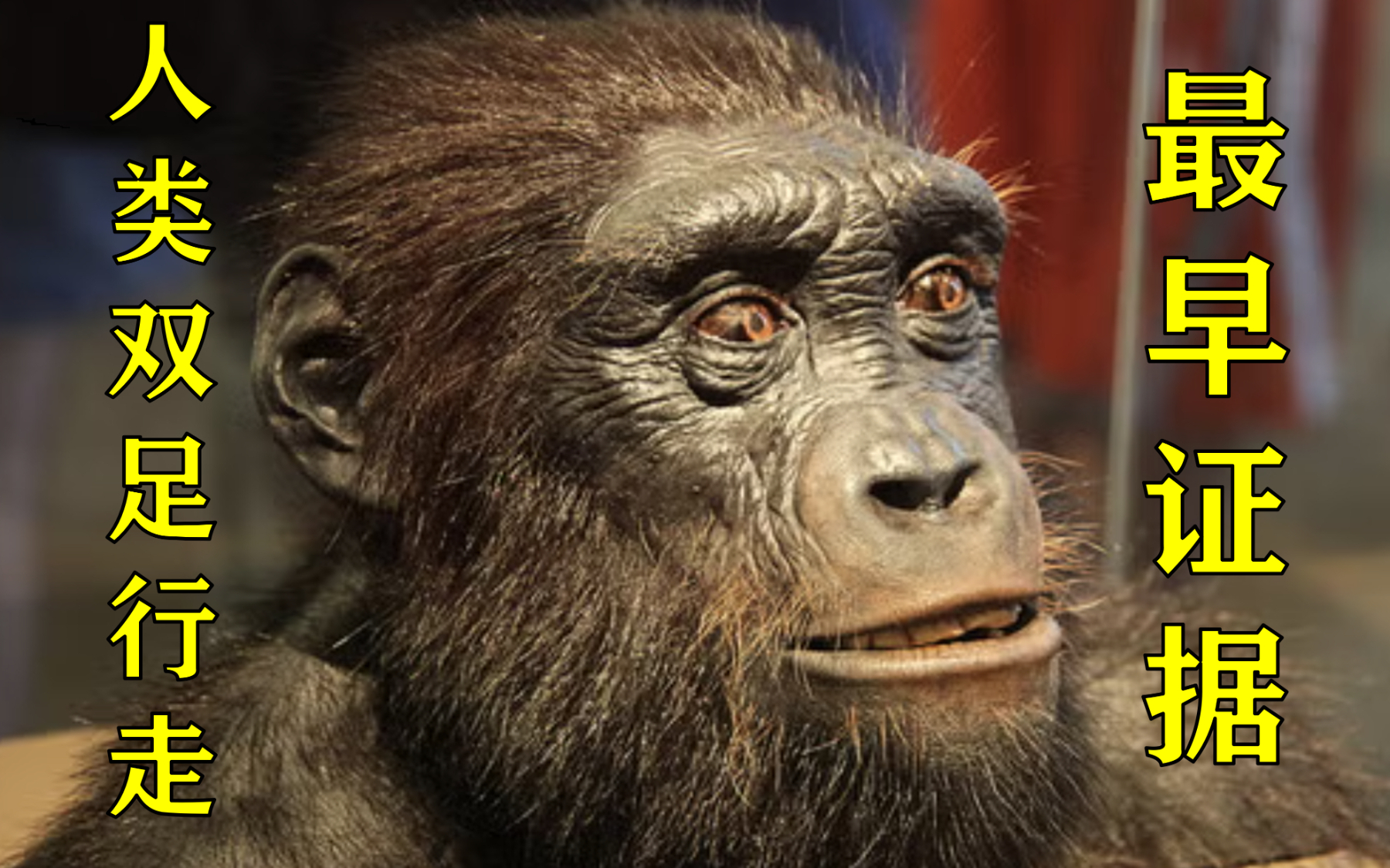 人类双足行走的最早证据：乍得沙赫人