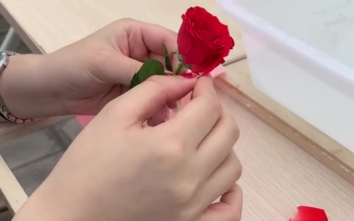 我爱人通过扯花瓣来判断我究竟爱不爱她我爱人通过扯花瓣来判断我究竟