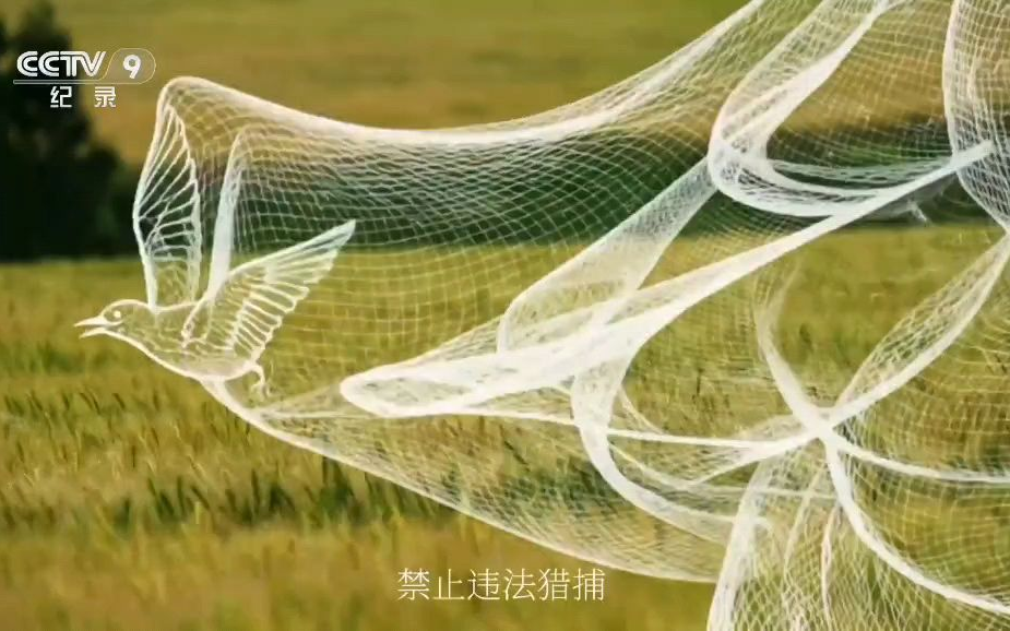 央视公益广告：知法守法 爱鸟护鸟