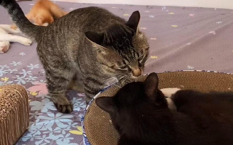 狸花猫:无敌是多么寂寞,一个能打的都没有!