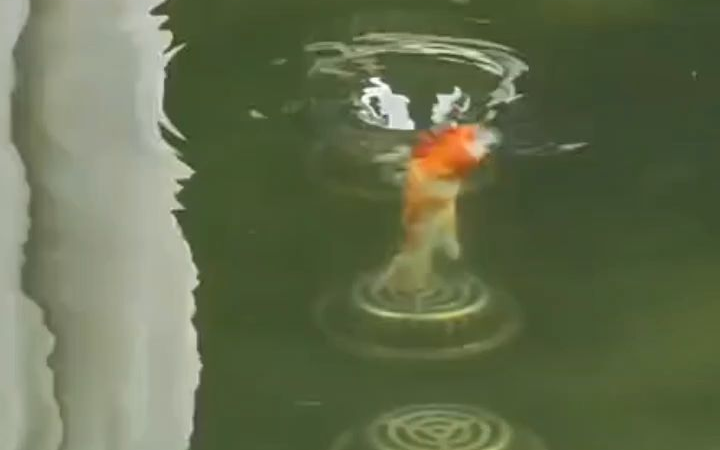 爱的魔力转圈圈