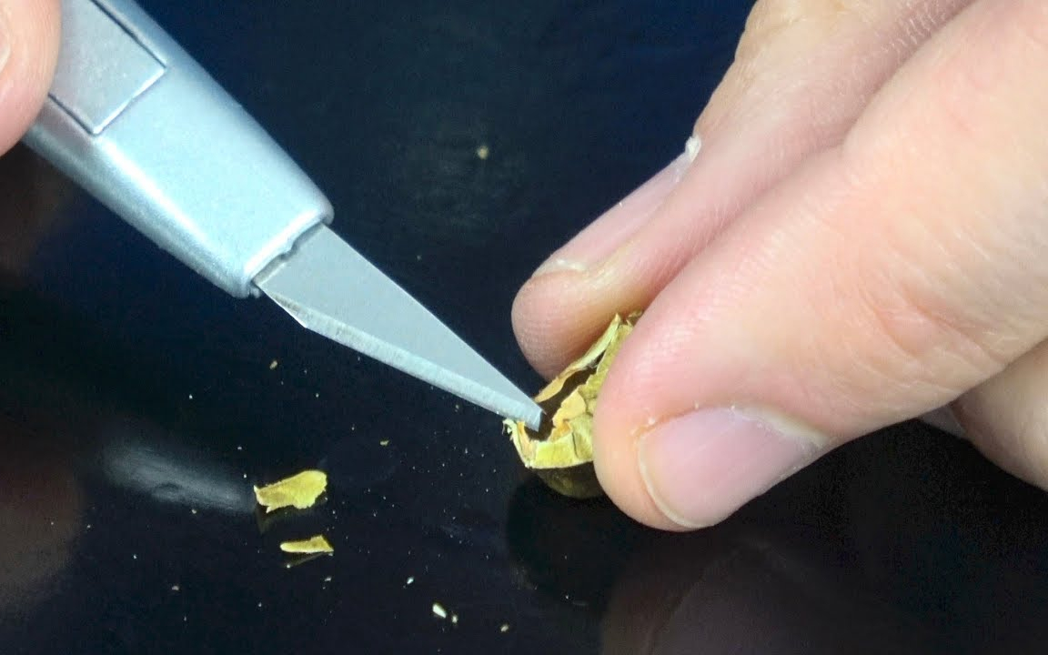 墨西哥跳豆不停跳的原因是什么?老外切开发现秘密,你还敢玩吗?