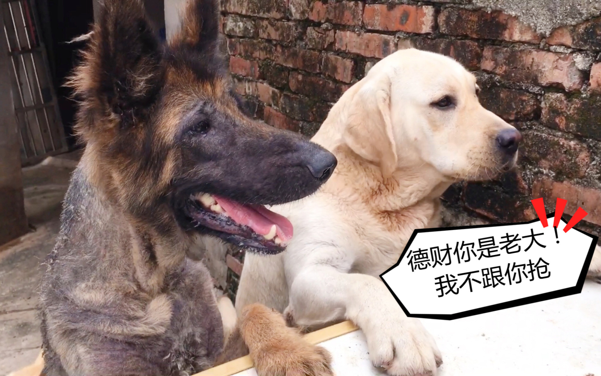 德牧天生很强势?德财在救助站抢东西吃,狗子们都怕了它!
