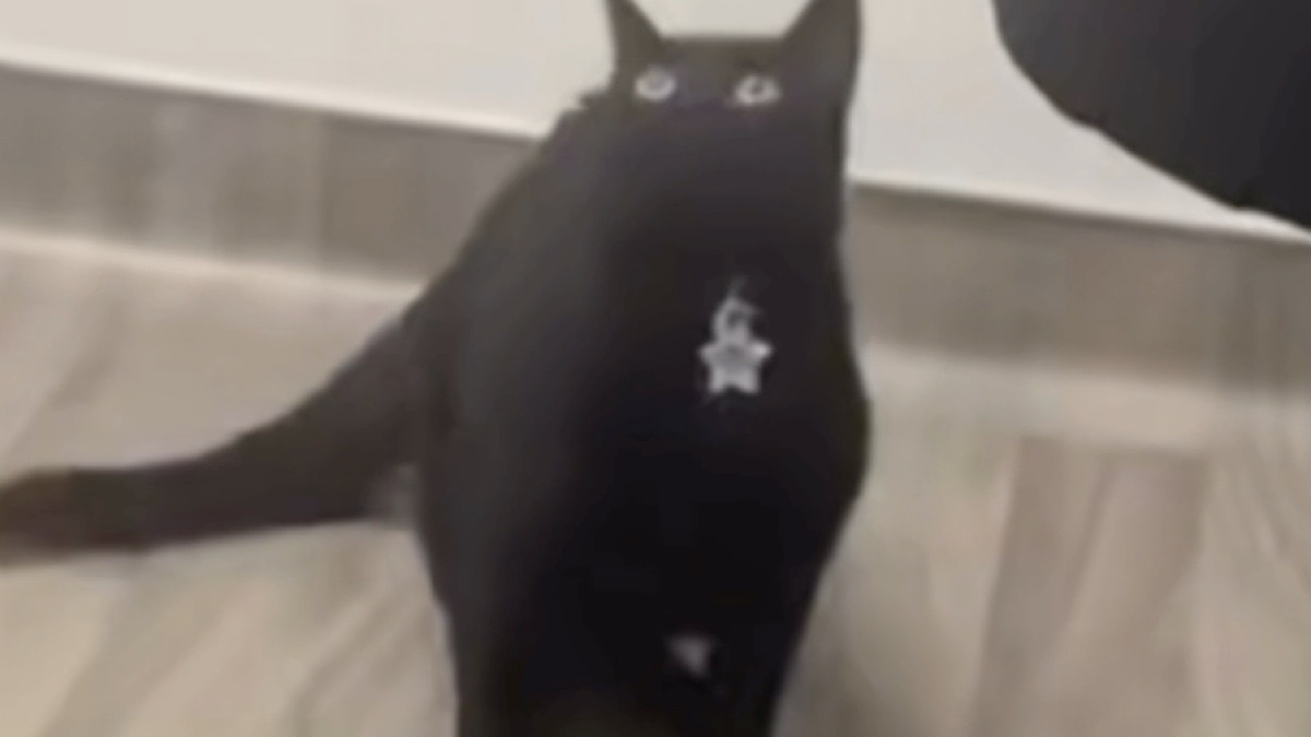 帅 猫 棍 哥 ️