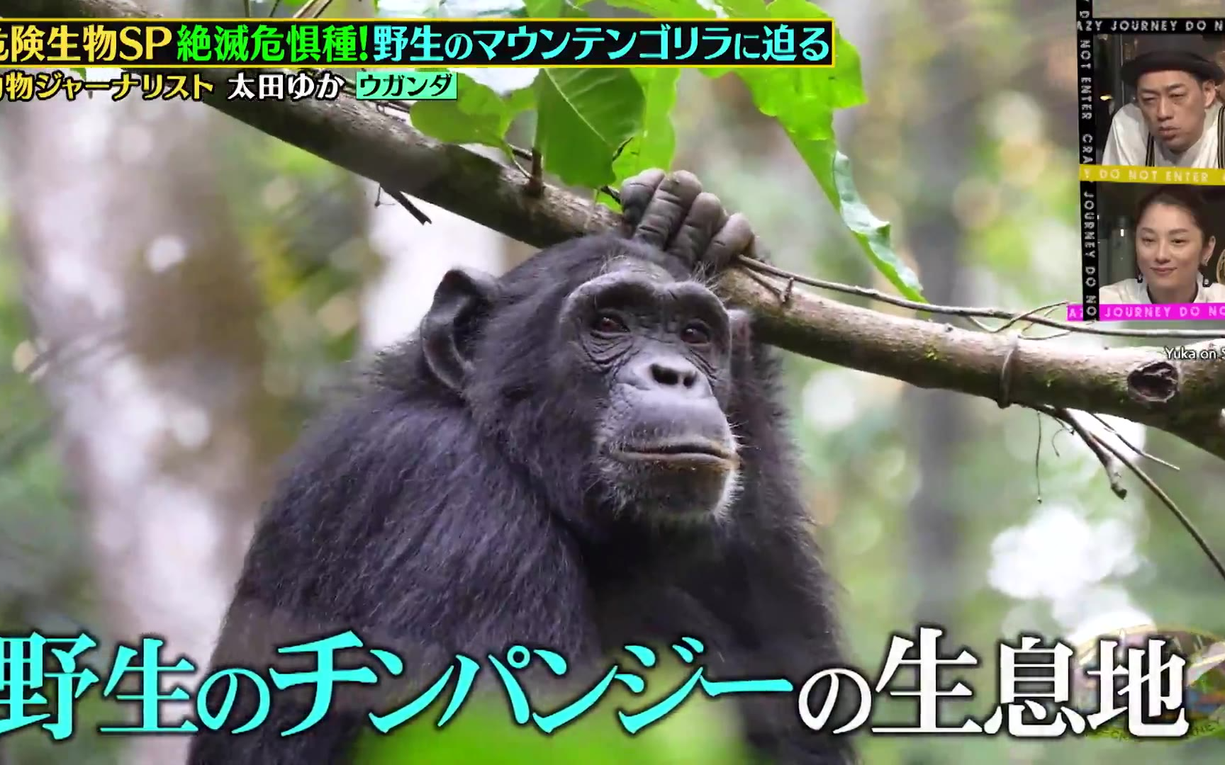 【Crazy Journey】260518 これまでジャーニーたちが追ってきた超危険生物SP！