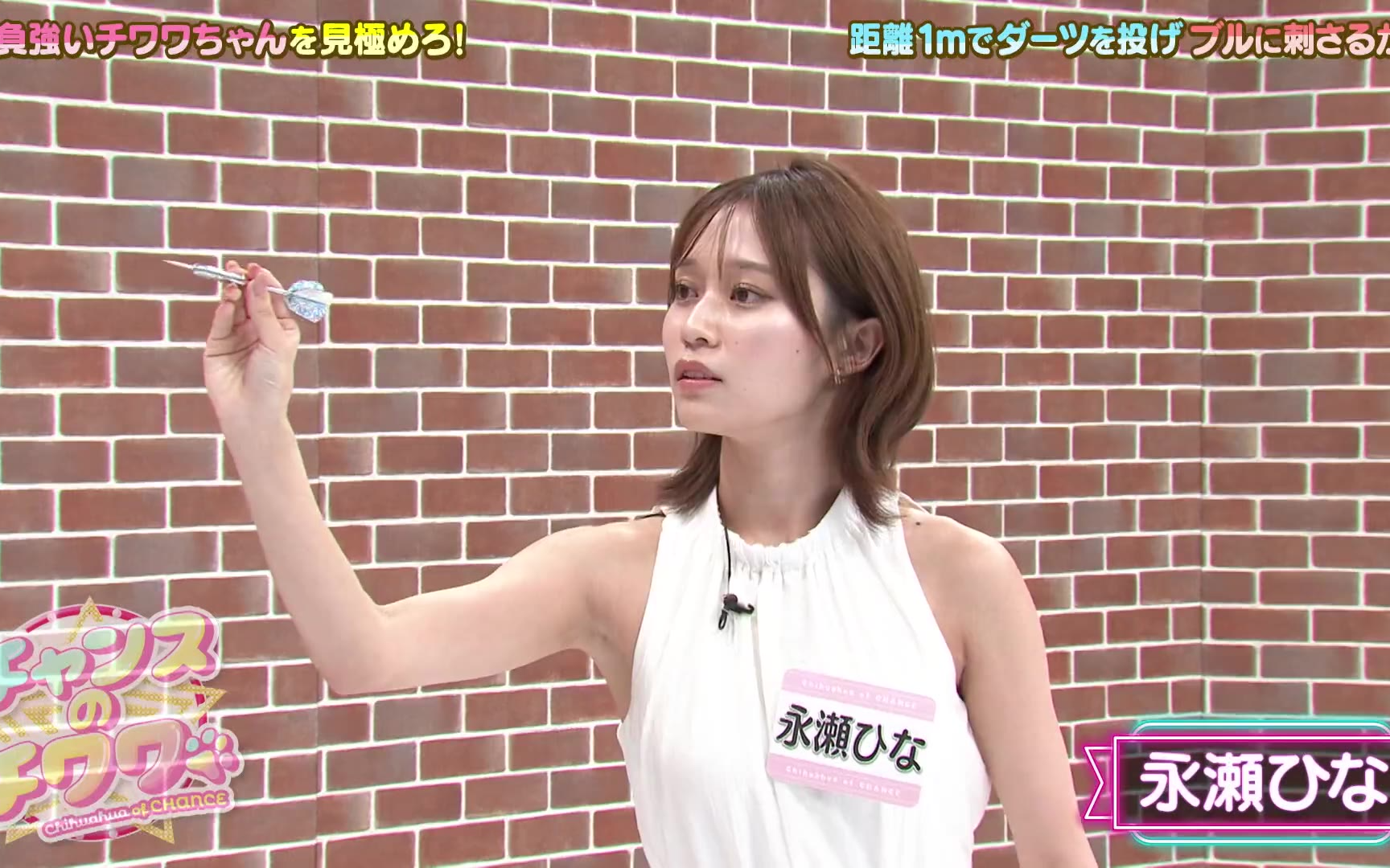 【チャンスのチワワ】260812 チワワちゃんプレッシャーチャレンジでハプニング続出！