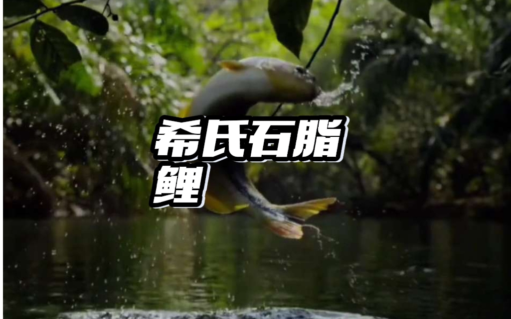 希氏石脂鲤:吃果子的鱼
