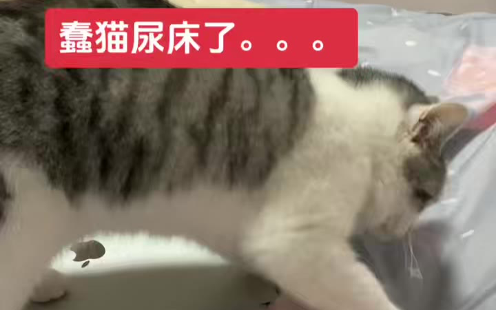 小猫尿床了！怎么办