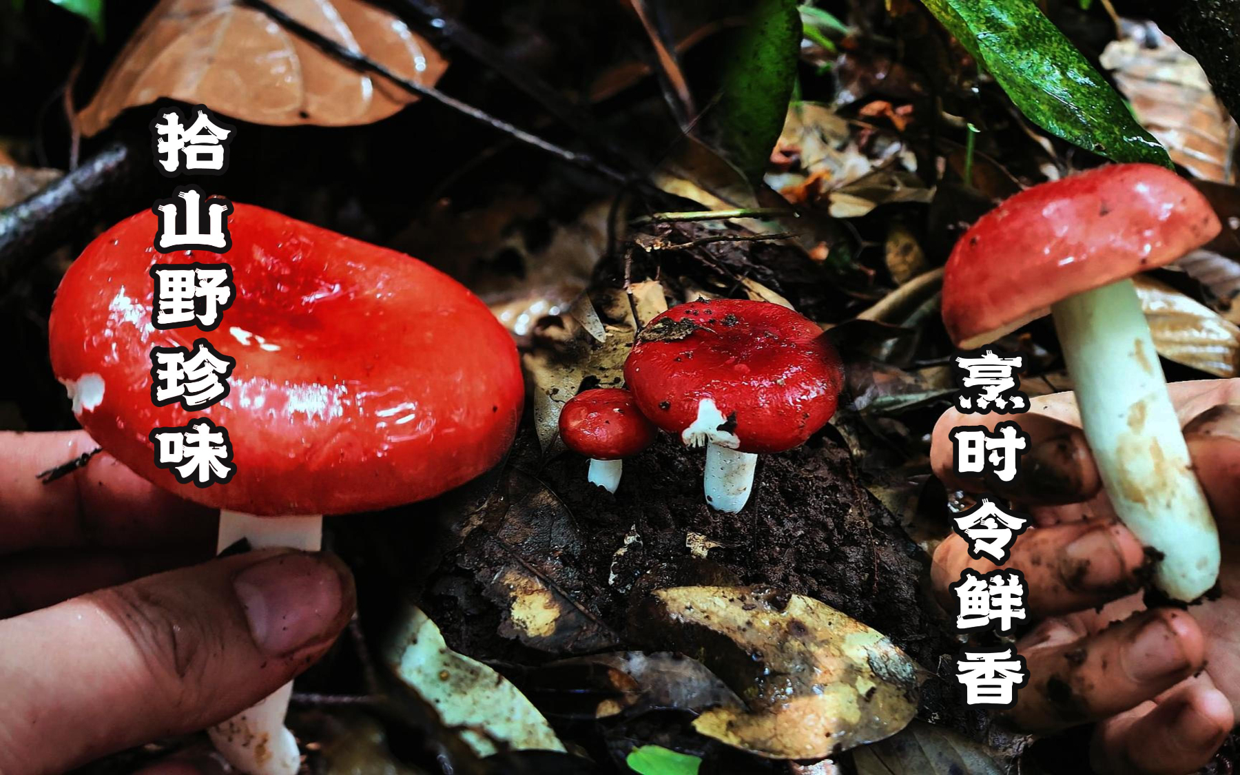 云南人雨季独有的浪漫