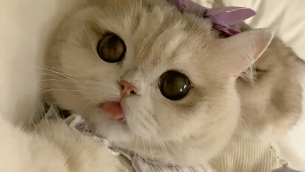 猫咪讲笑话