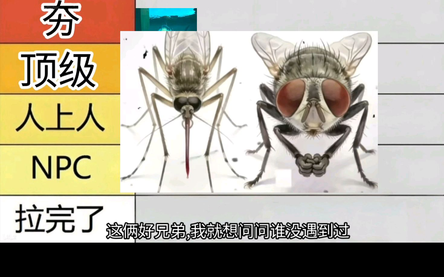 双子星实力排行（2）