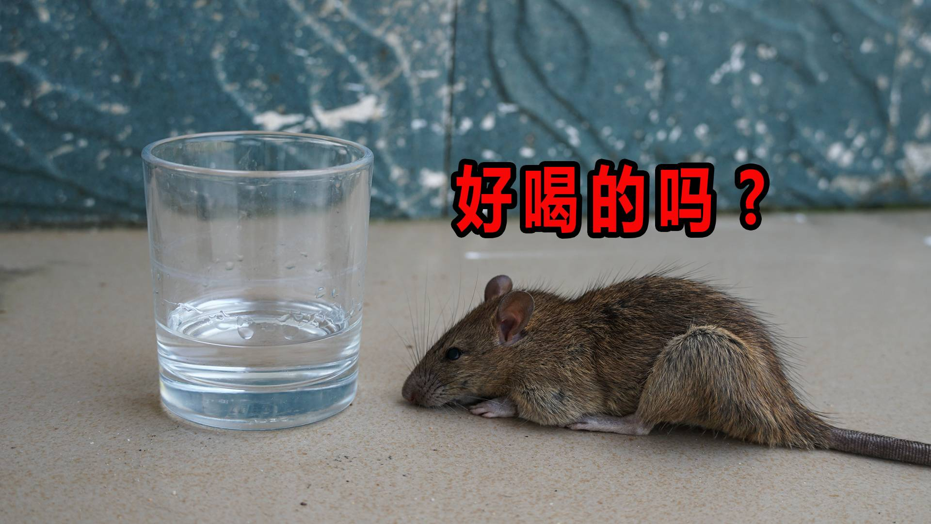 给“老鼠”喝二锅头,它会不会醉呢?