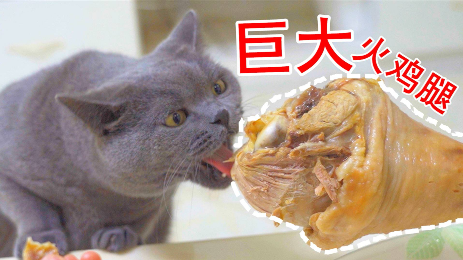主人买1000g火鸡腿给猫吃,猫:都是我的,谁抢咬谁!