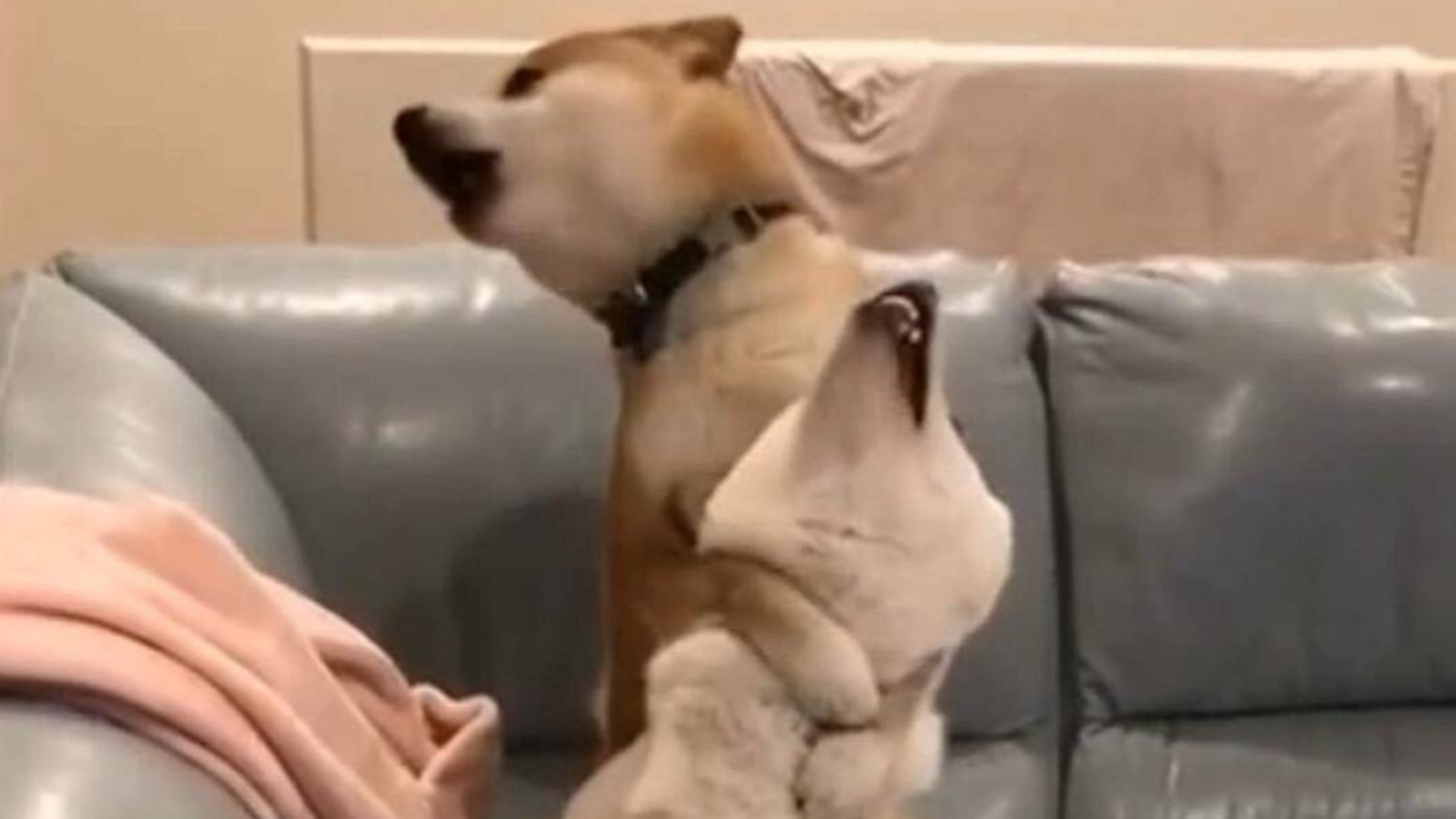 这俩狗子锁喉,锁出了电音的感觉~