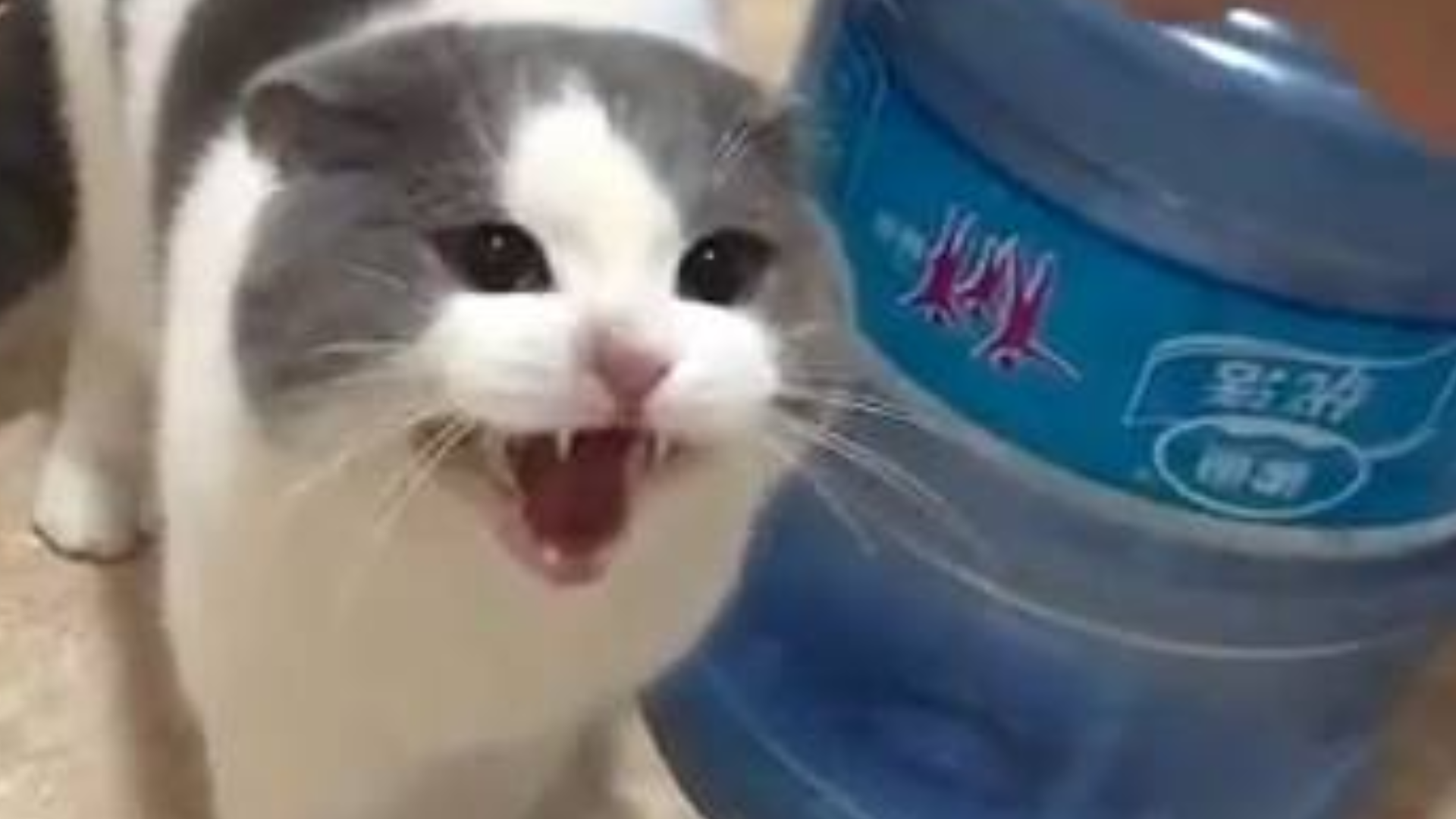距 离 感 应 猫_Mux