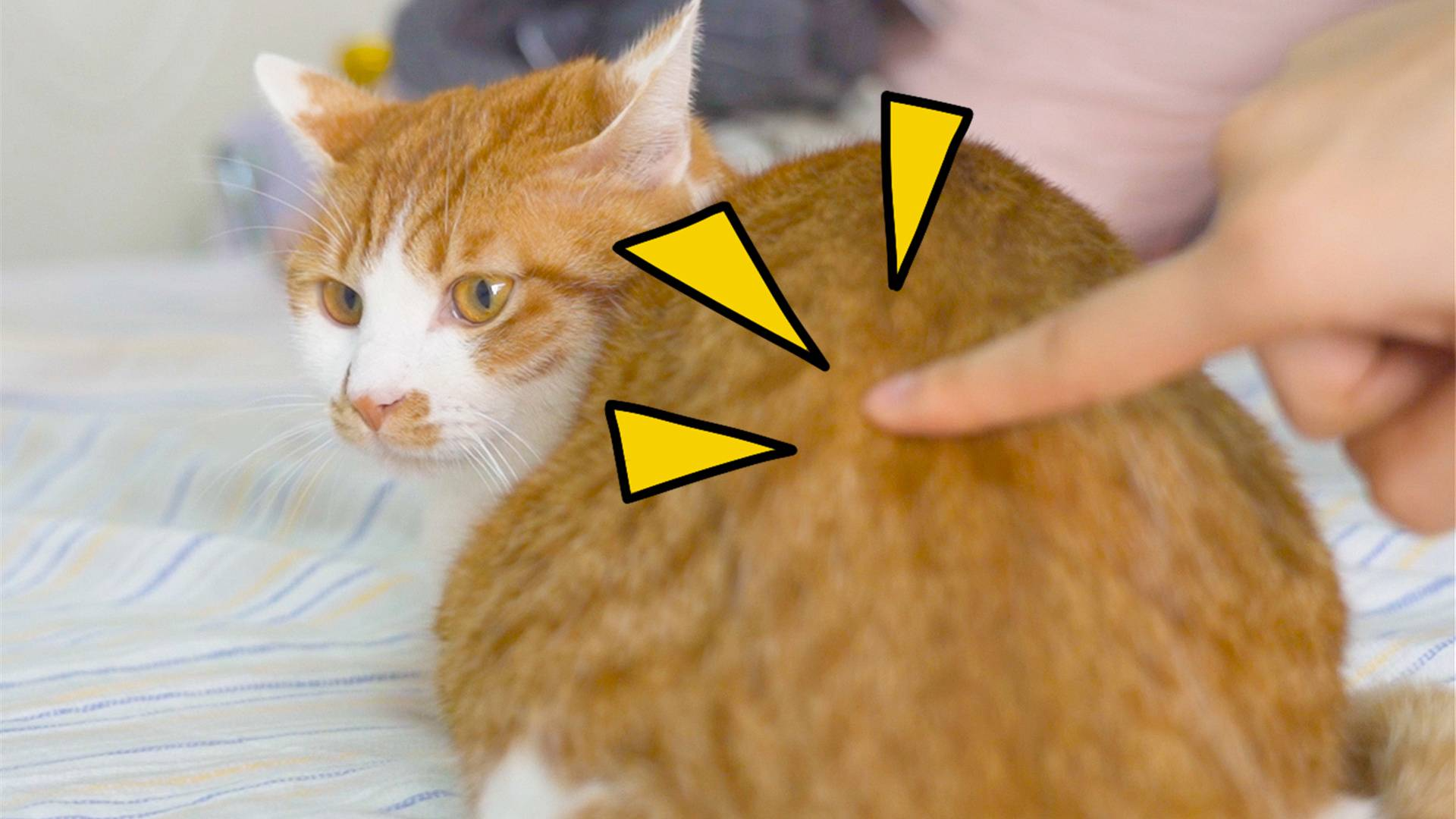 猛戳一下猫屁屁,猫会有什么反应?猫:别按我的开关!