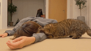 主人想要装死看看家里猫咪的反应