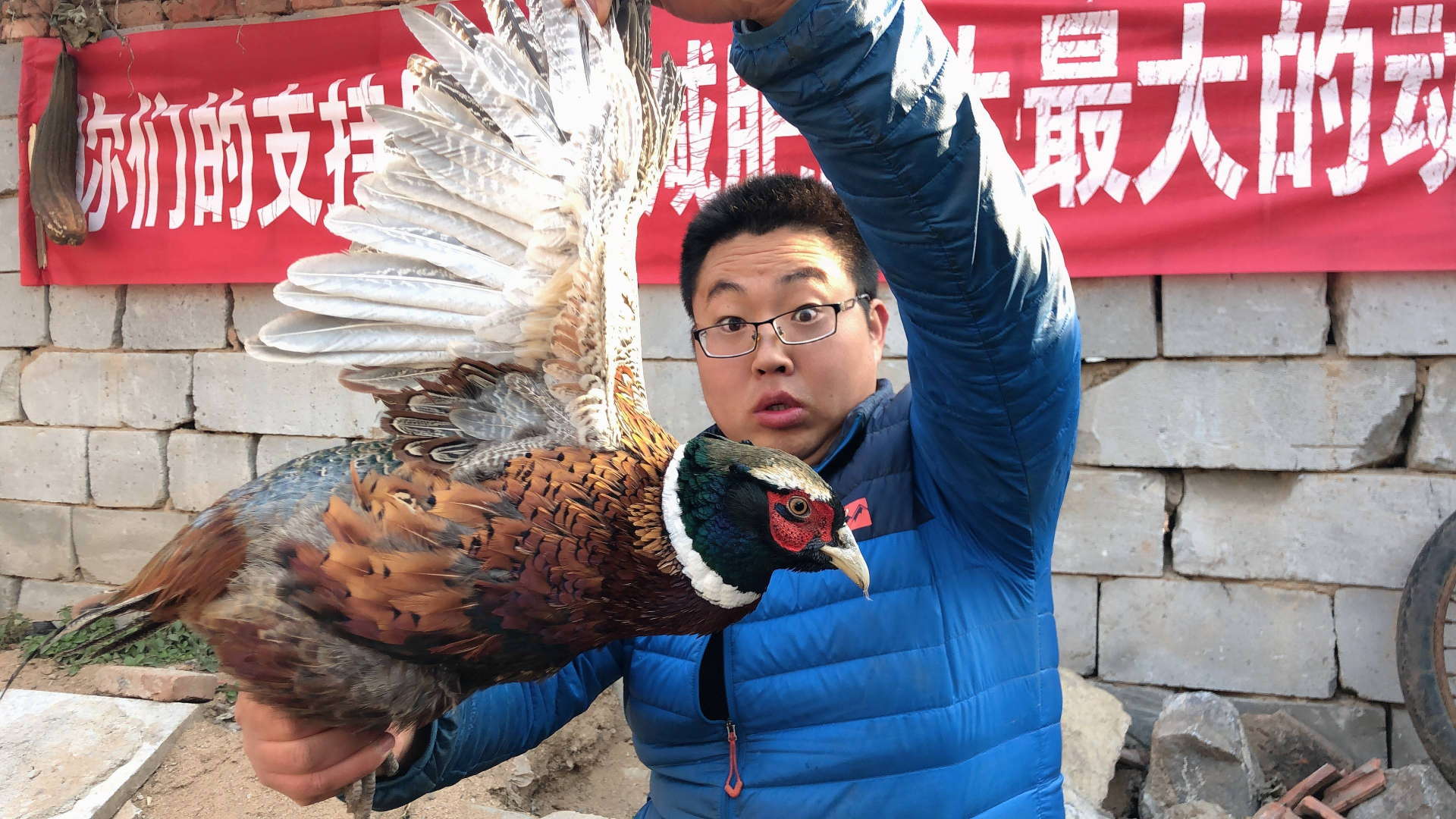 80元网购一只山鸡,不炒不炸,用芥末凉拌着吃,麻辣又过瘾