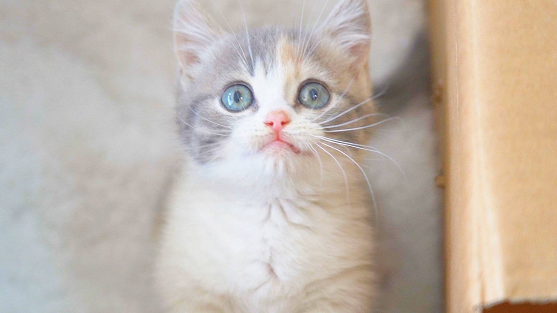 送两只小奶猫给女朋友,她会是什么反应?