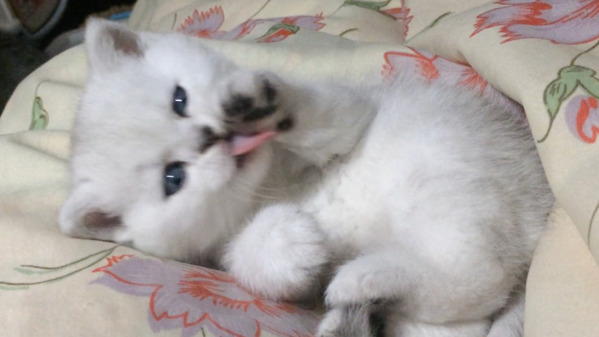 这小奶猫的滋味,真是该死的甜美,让我怎么都吸不够