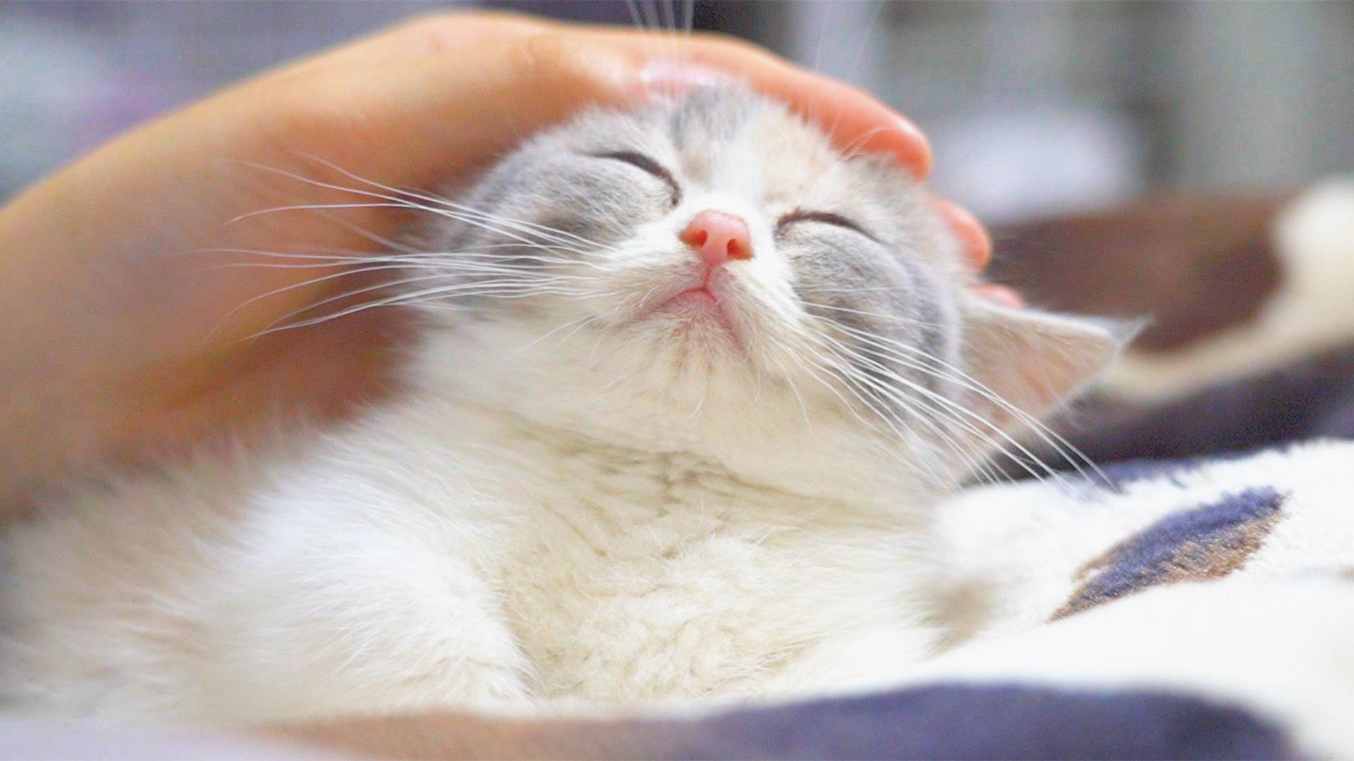 当男人养了小奶猫后,会变成什么样子?