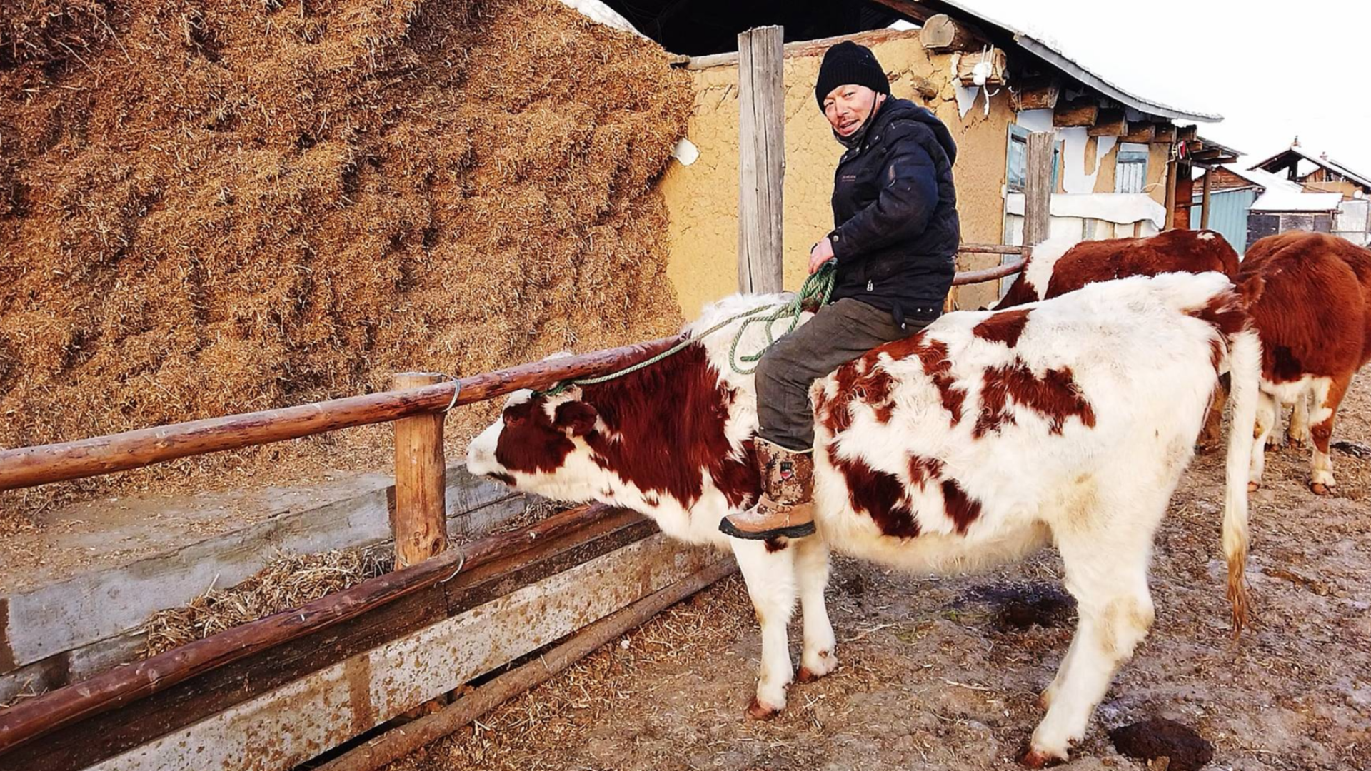 农村养殖户老哥找寻童趣,骑牛体验儿时感觉,牛能听话让他骑吗?