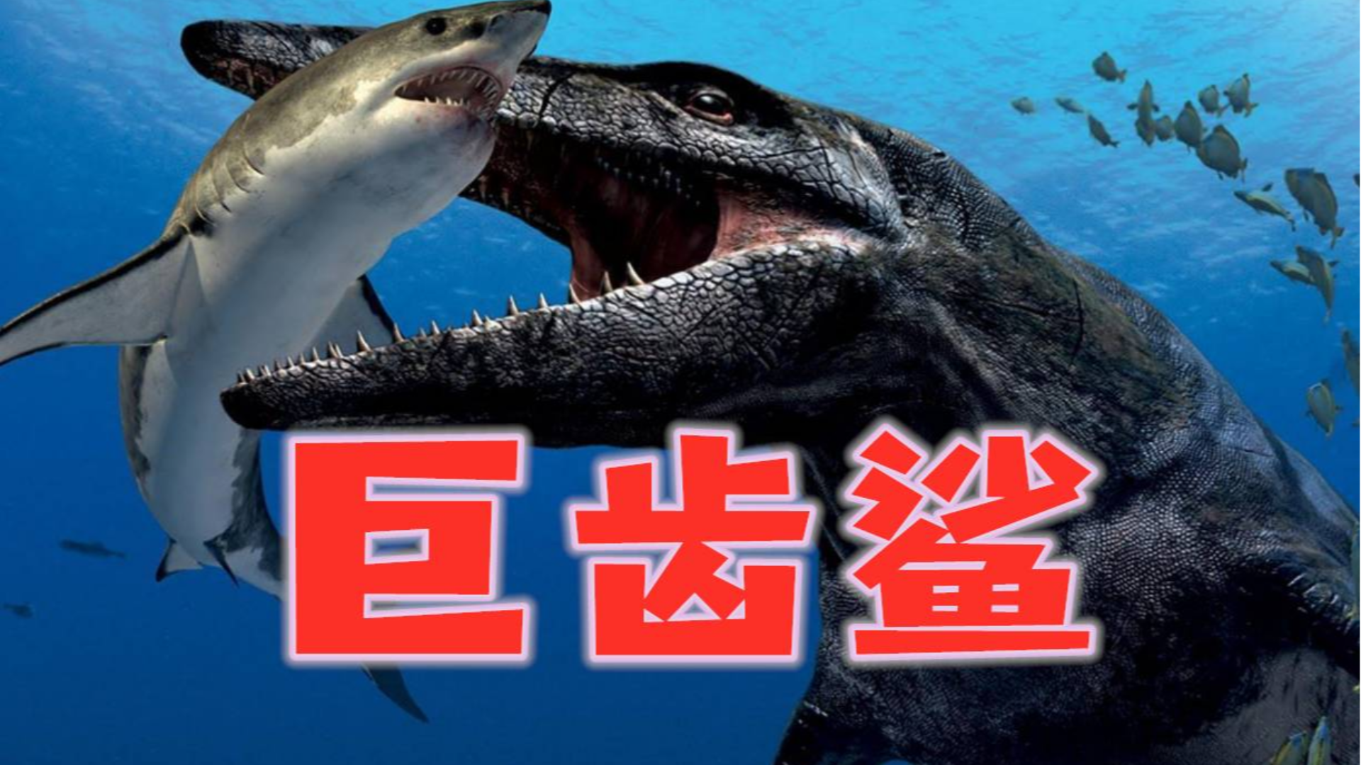 大白鲨vs大王乌贼图片