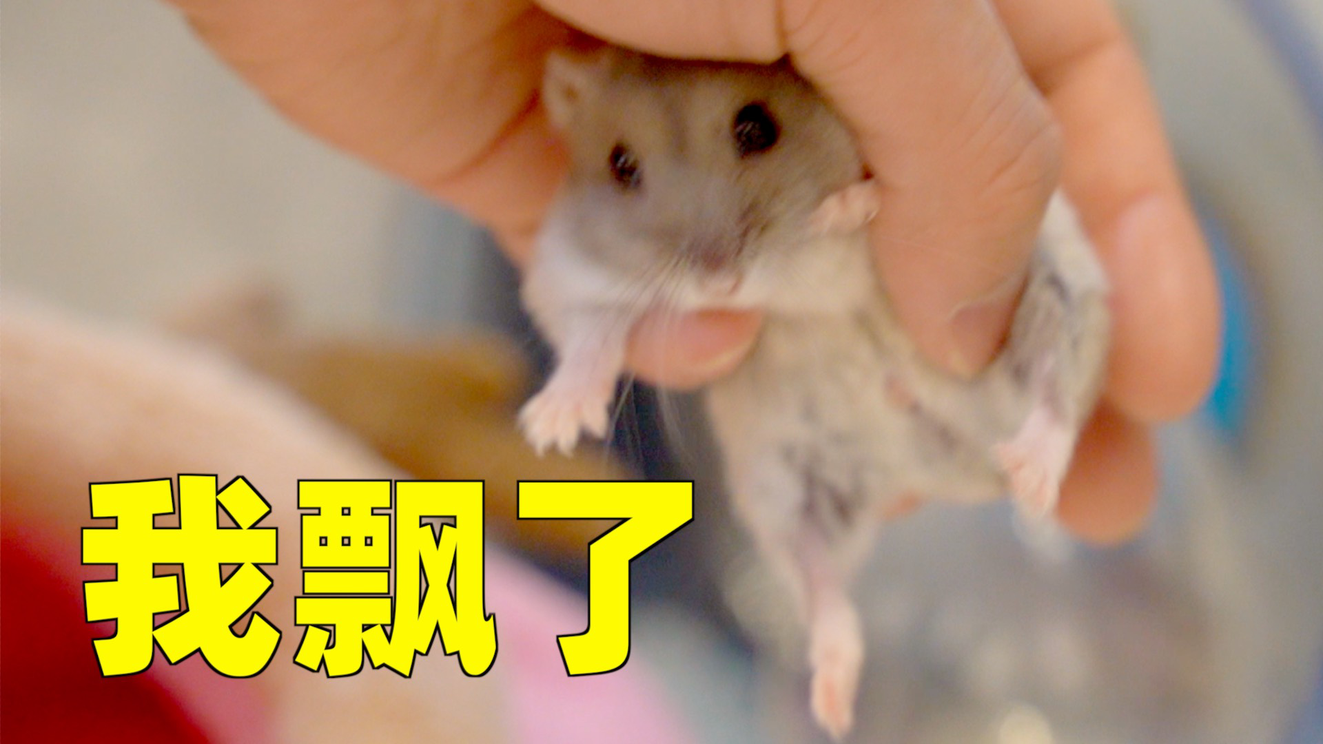 小仓鼠与猫同住半年会怎样?仓鼠:我能吹一辈子