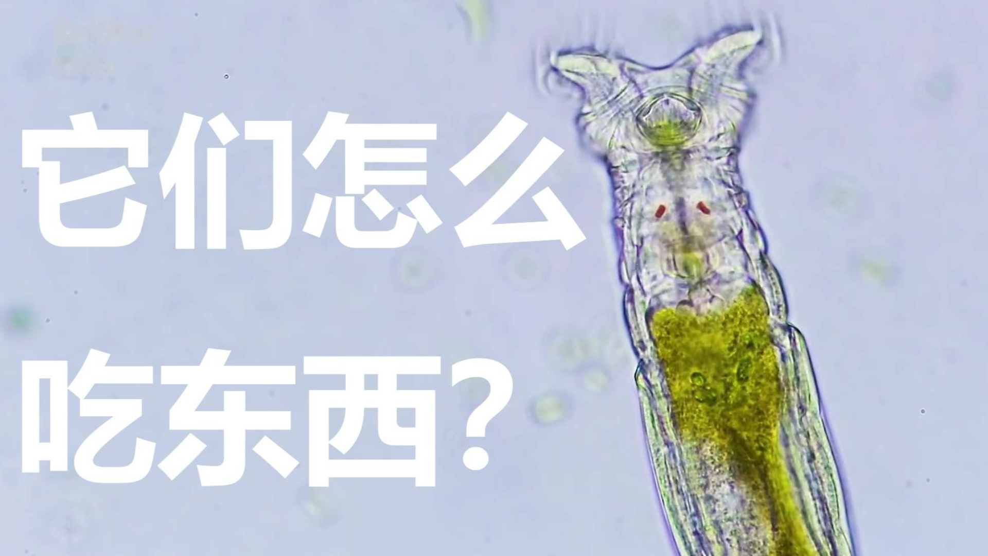 它们怎么吃东西??