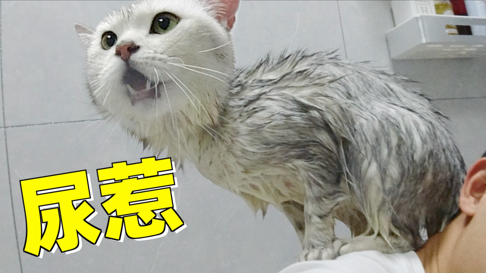 猫咪偷喝洗澡水上瘾,被主人下套抓住就地正法