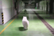 狗狗的友谊